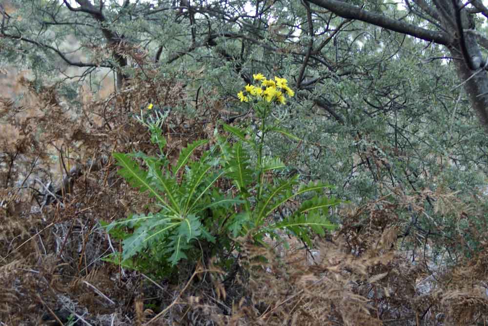 Sonchus hierrensis - Canarie